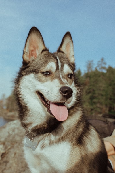 成年黑白哈士奇犬